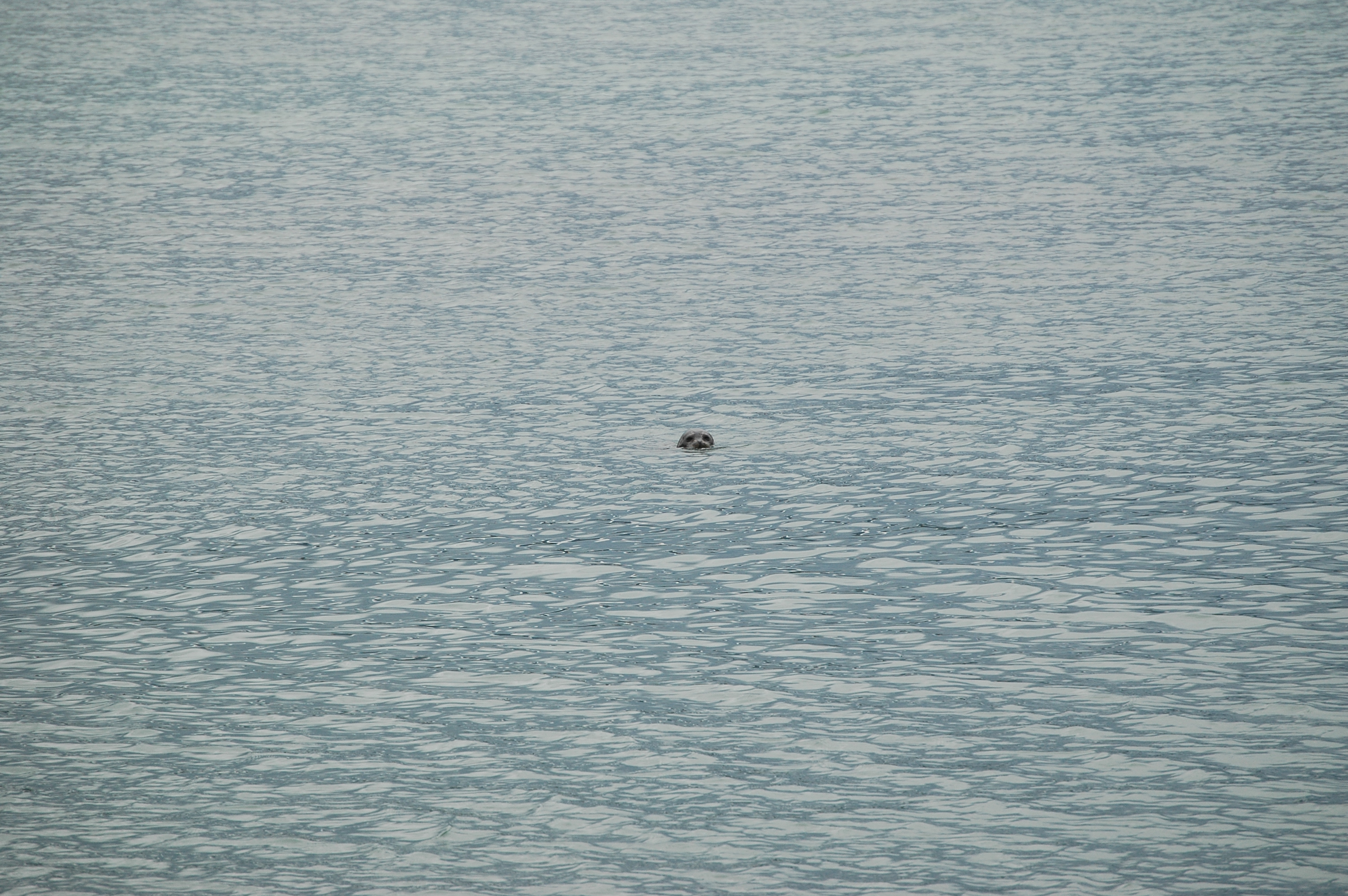 photos/wildlife/Mammal_Species/Common_Seal/Canada 2007 682.jpg
